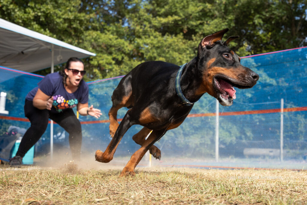 Doberman Start Line