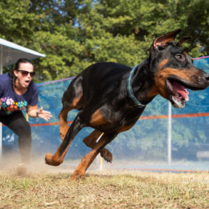 Doberman Start Line
