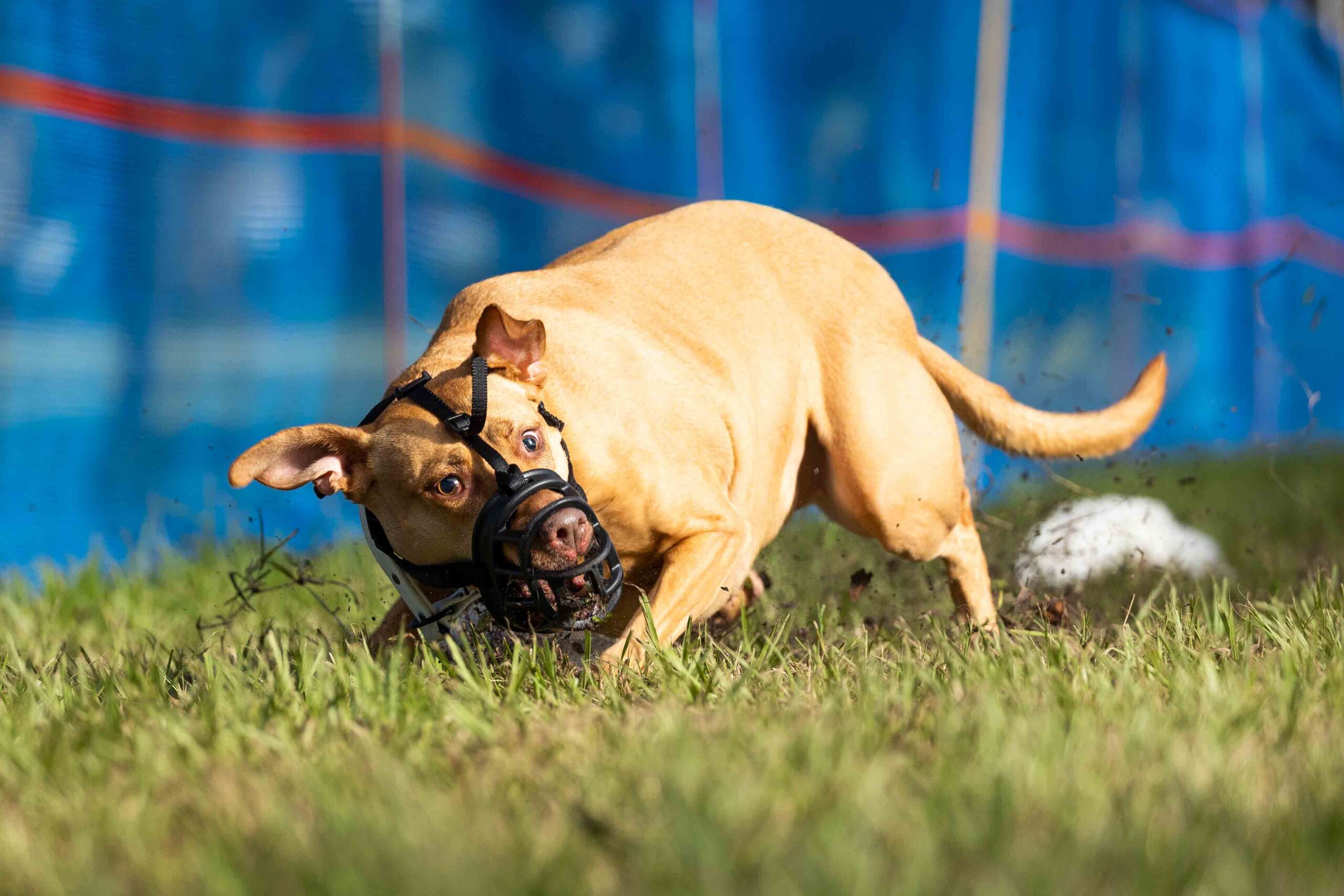 Fast Cat (Lure Coursing): A Dog Sport Guide