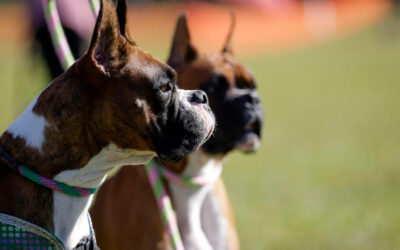 BKCs Annual Bayou Bunny Run