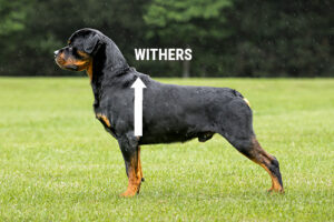 The withers is the area above the shoulder and is used to measure the height of the dog from the ground.